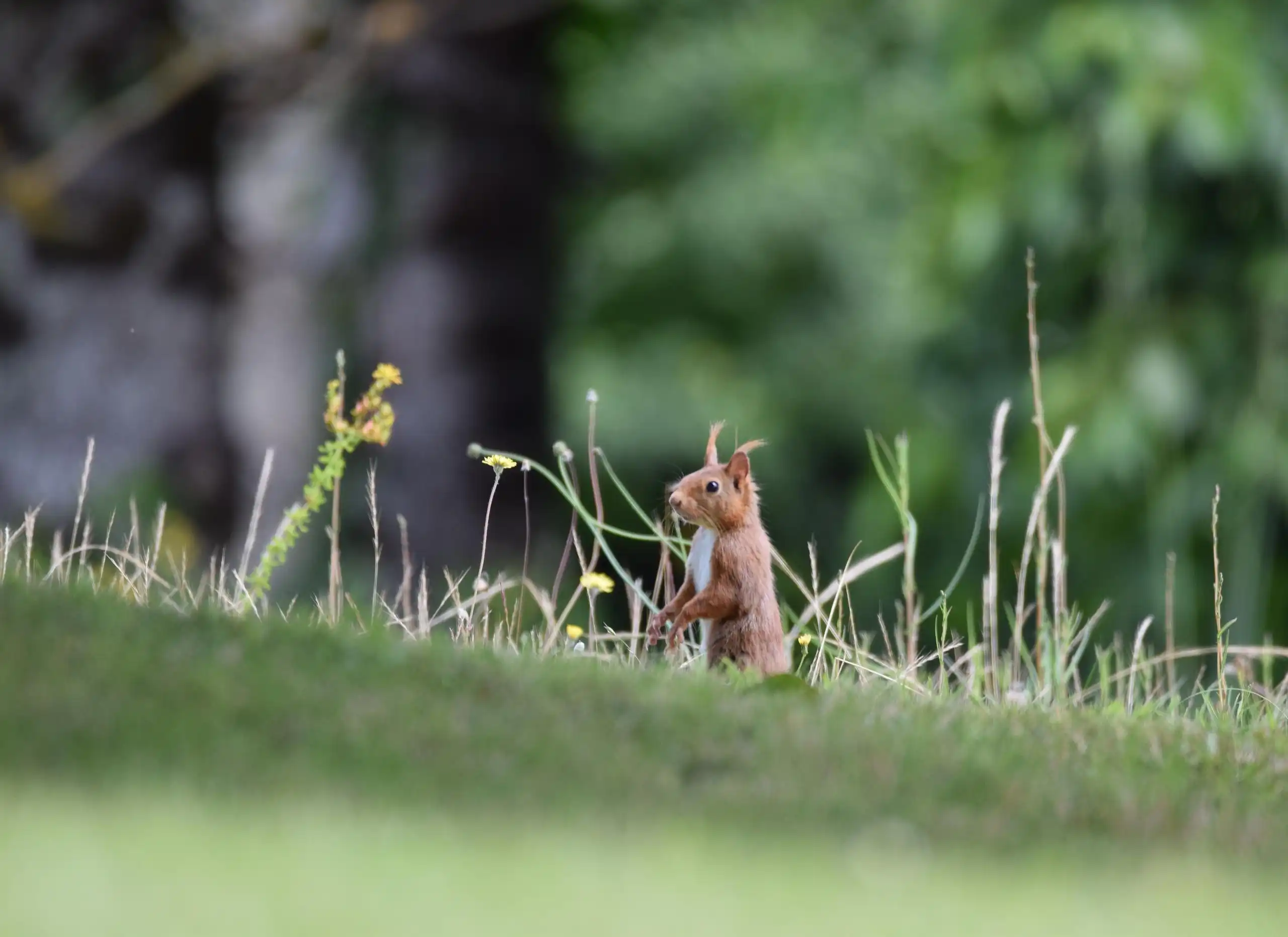 photo 3 du carrousel