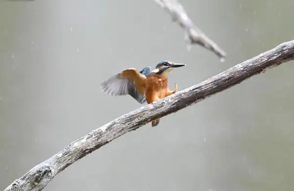 photo Le Martin pêcheur d'Europe