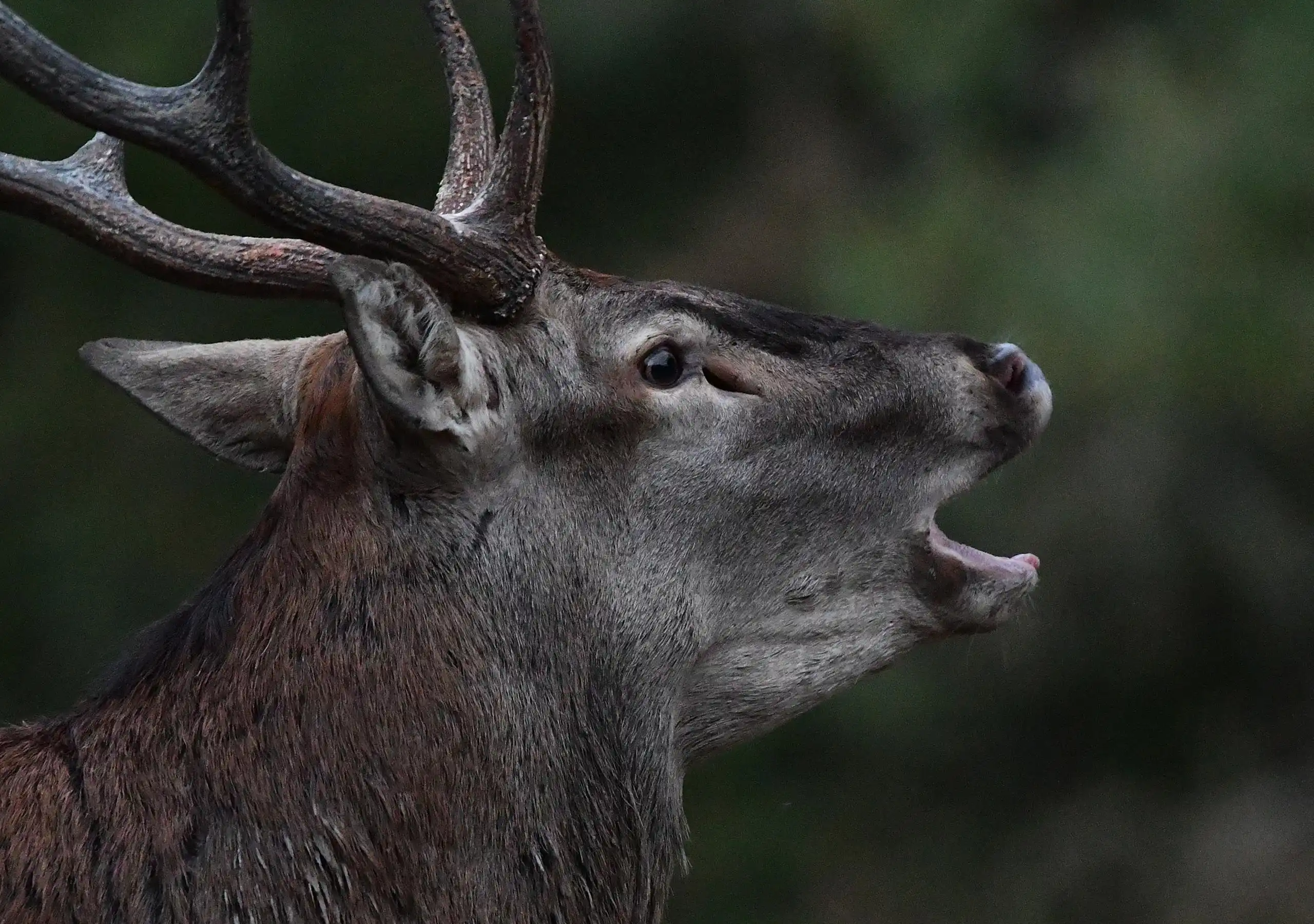 photo 5 du carrousel