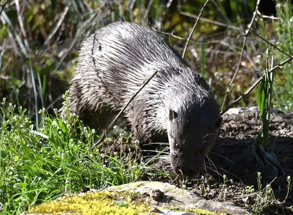 photo La Loutre d'Europe