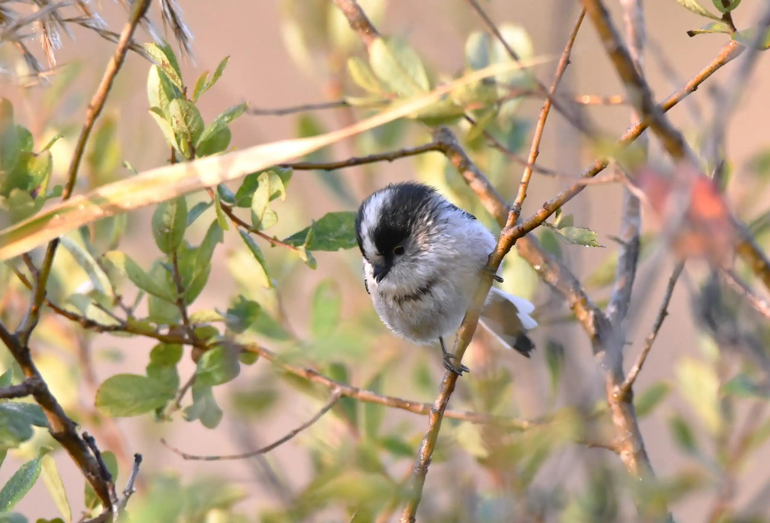 photo 4 du carrousel