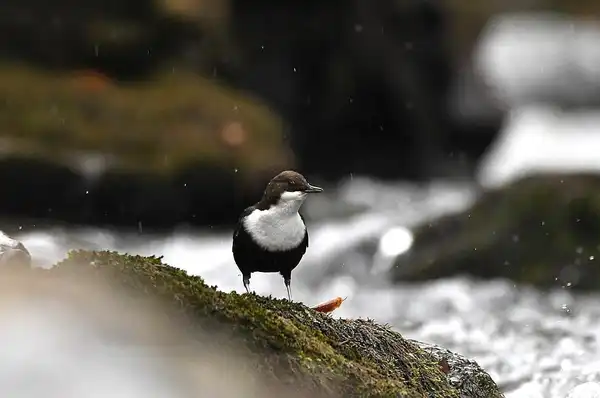 photo Le Cincle plongeur