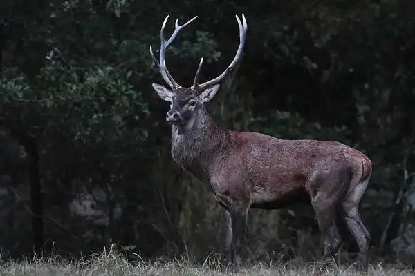 photo Le Cerf Elaphe