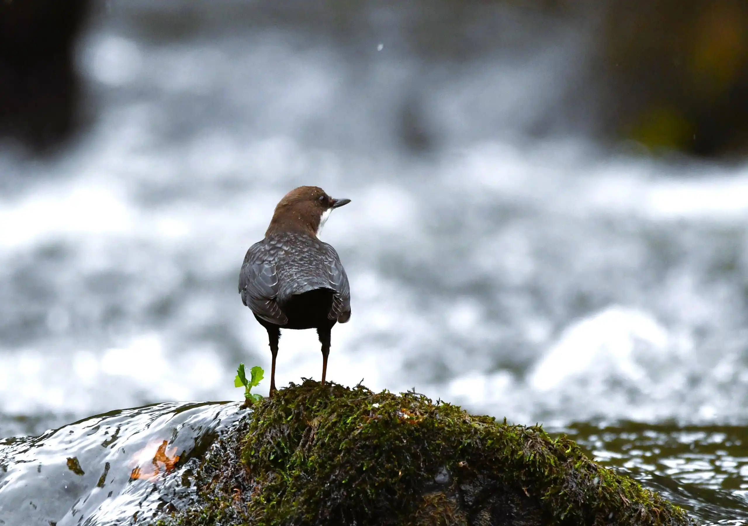 photo 6 du carrousel