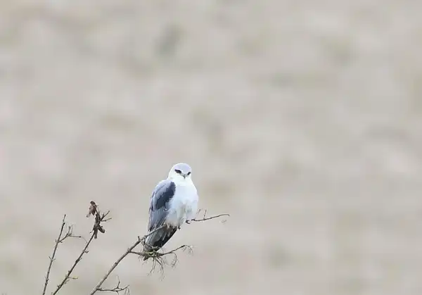 photo L'Elanion blanc