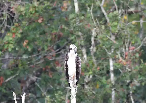 photo Le Balbuzard pêcheur