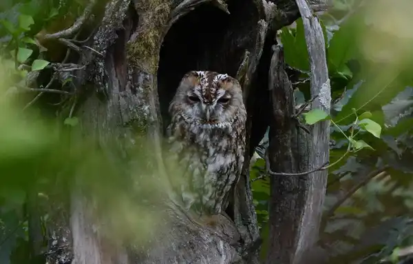 photo La Chouette Hulotte