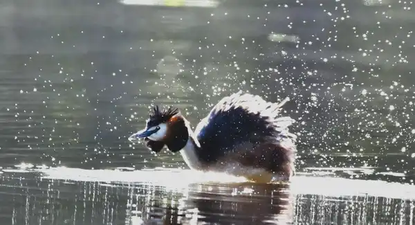 photo Le Grèbe huppé