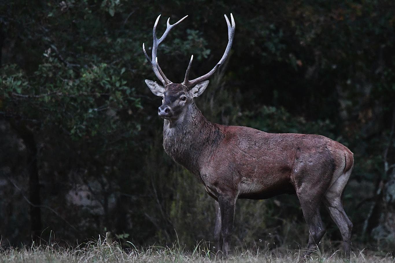 Photo de la fiche Le Cerf Elaphe