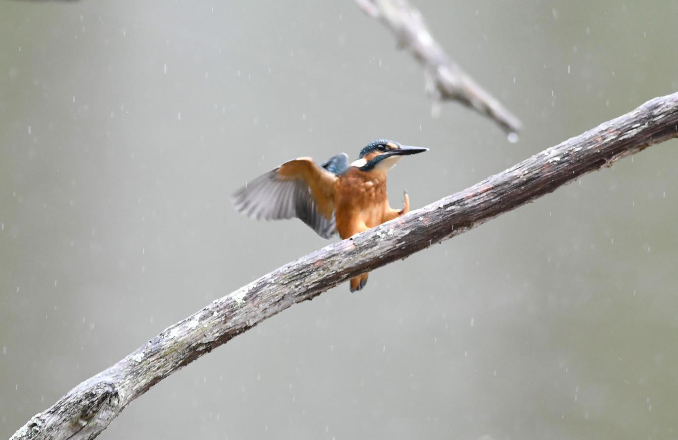 photo Le Martin pêcheur d'Europe